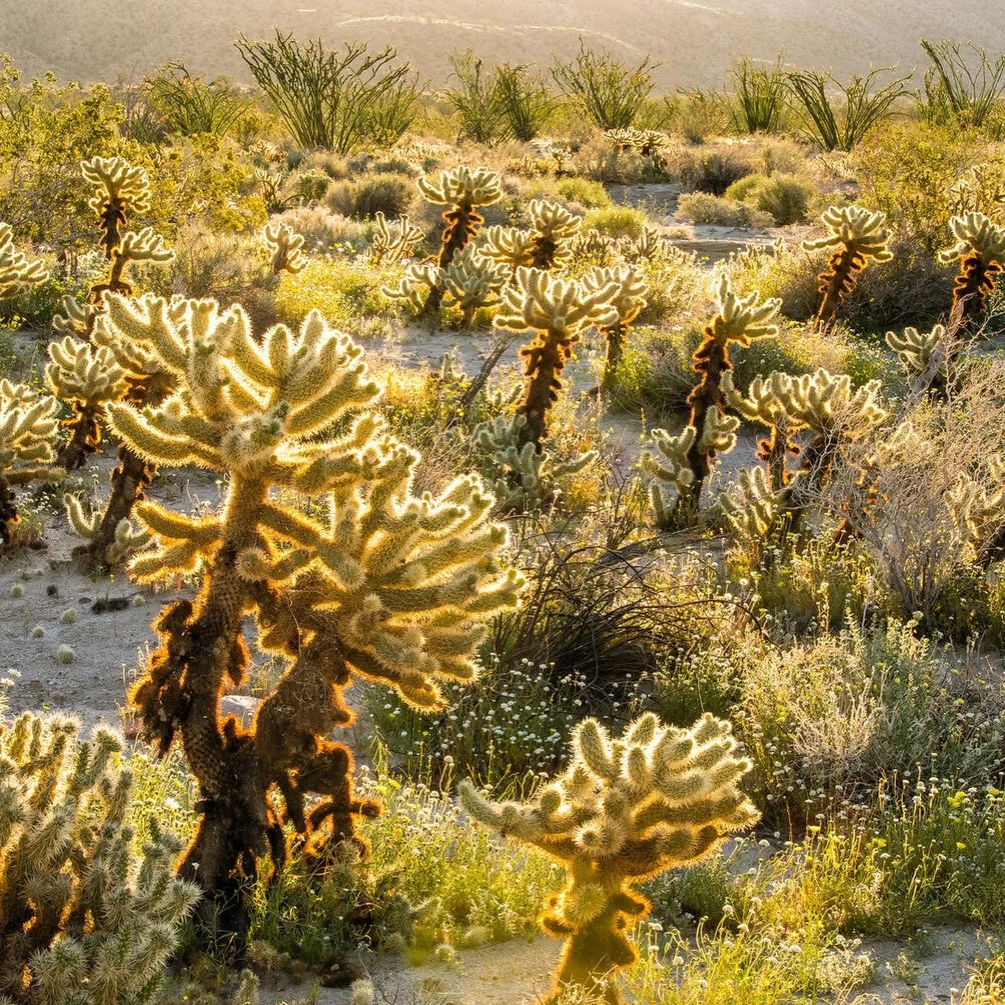 thank you cholla cactus