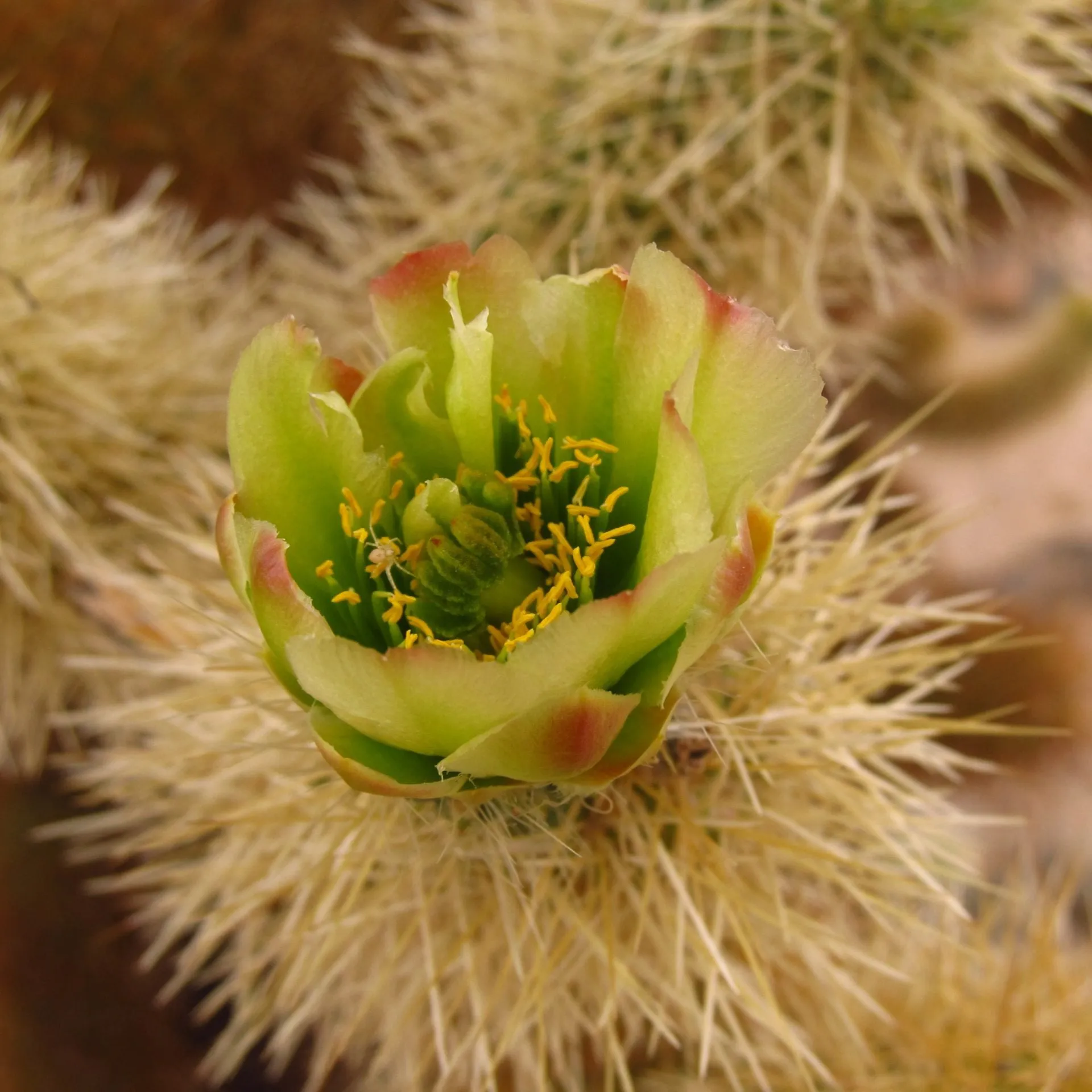 thank you cholla cactus